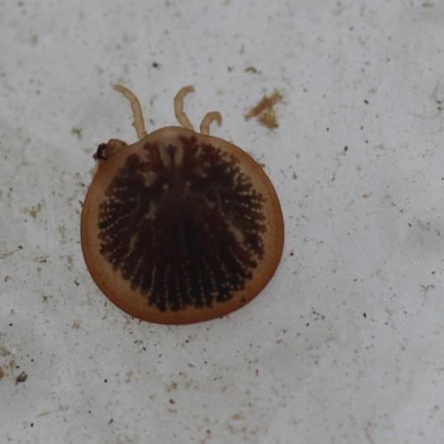 Carios vespertilionis