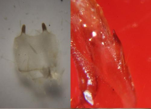 Réf. 218 136 : Epirrita dilutata