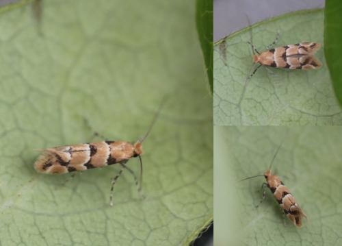 Réf. 218 333 : Phyllonorycter trifasciella