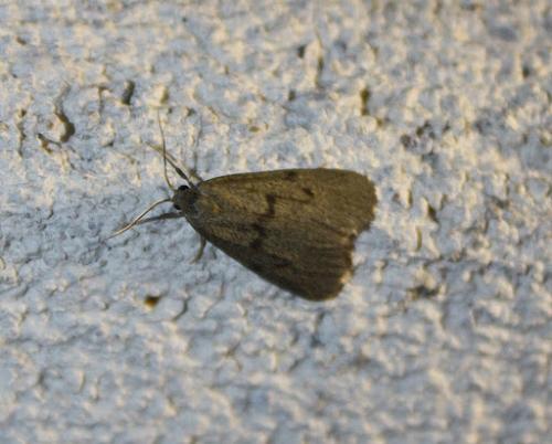 Apaidia mesogona