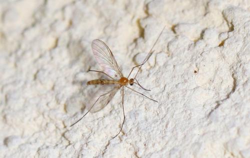 Macrocera sp.