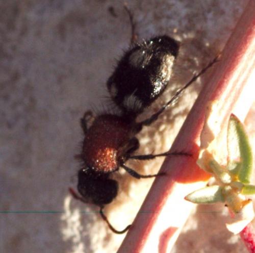 Ronisia marocana