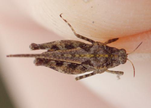 Tetrix ceperoi ceperoi