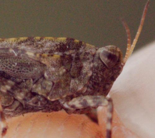 Tetrix ceperoi ceperoi