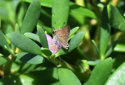 Pelopidas (thrax-mathias)