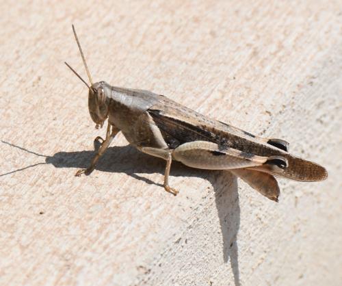 Diabolocatantops axillaris