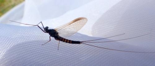Leptophlebia marginata