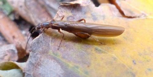 Leuctra major