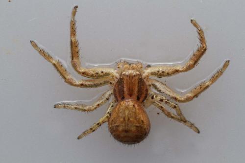 Réf. 218 096 : Xysticus sp.