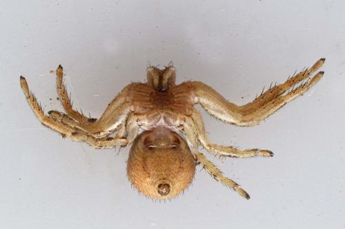 Xysticus sp.
