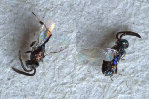 Réf. 218 187 : Anastatus bifasciatus