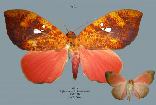 Miniodes discolor