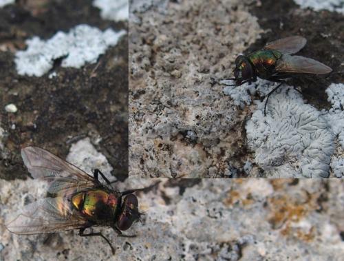 Réf. 218 856 : Neomyia cornicina