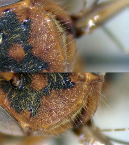 Réf. 218 805 : Nomada (flava-panzeri)