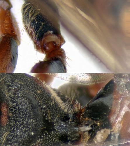 Réf. 218 806 : Nomada (flava-panzeri)