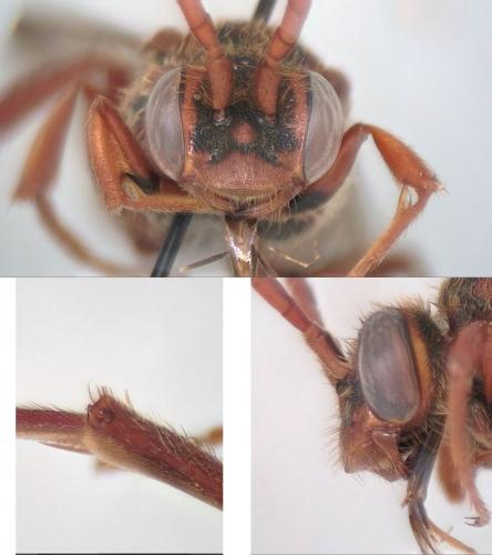 Nomada (flava-panzeri)