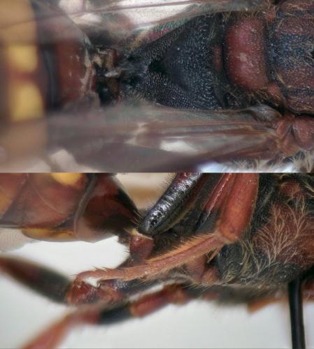 Nomada (flava-panzeri)