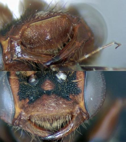 Nomada (flava-panzeri)