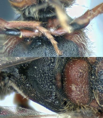 Nomada (flava-panzeri)