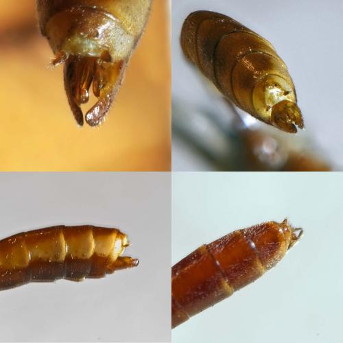 Ophion obscuratus