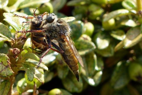 Machimus chrysitis