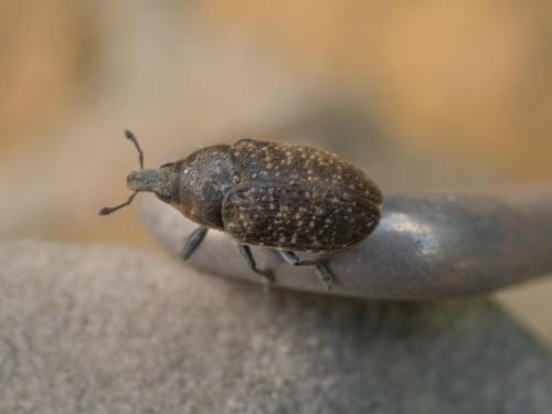 Réf. 218 304 : Larinus sp.