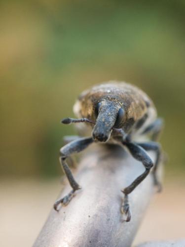 Larinus sp.