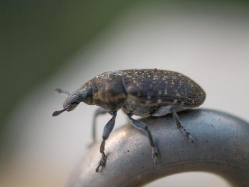 Réf. 218 305 : Larinus sp.