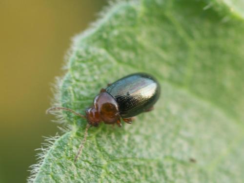 Podagrica malvae