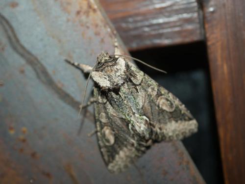 Allophyes oxyacanthae