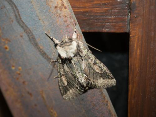Allophyes oxyacanthae