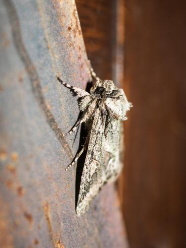 Allophyes oxyacanthae