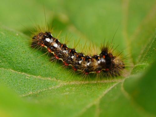 Acronicta rumicis