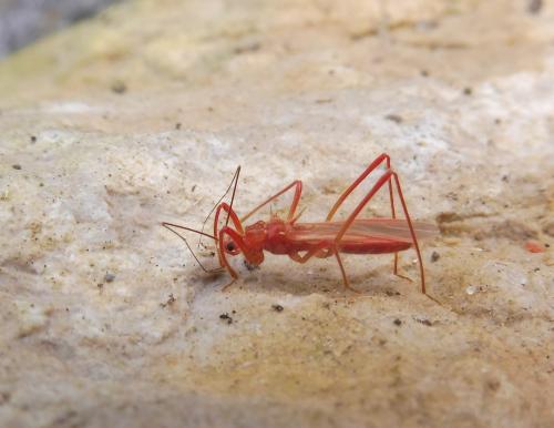 Réf. 218 533 : Polytoxus sanguineus