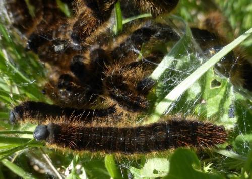 Malacosoma sp.