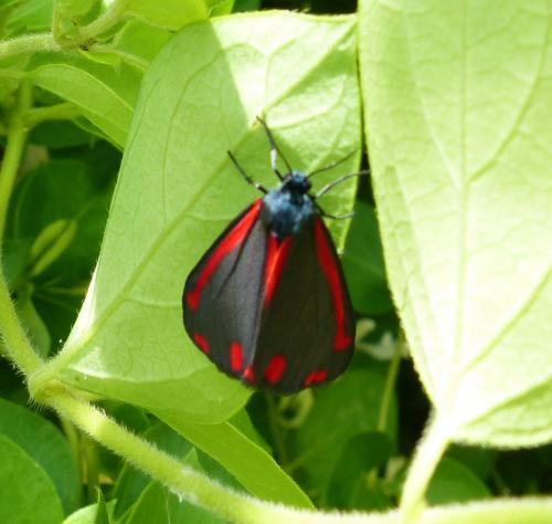 Réf. 218 672 : Tyria jacobaeae