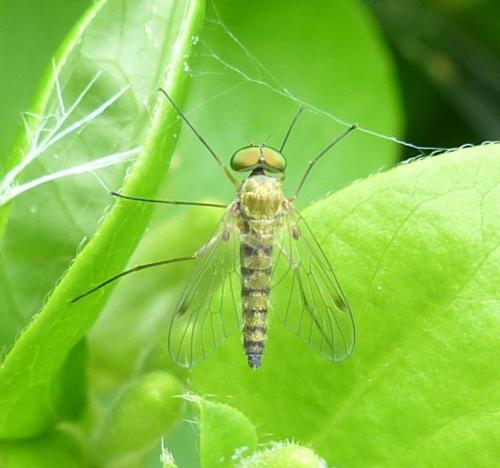 Réf. 218 028 : Chrysopilus asiliformis