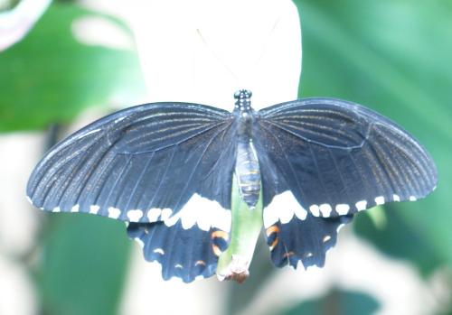 Papilio polytes