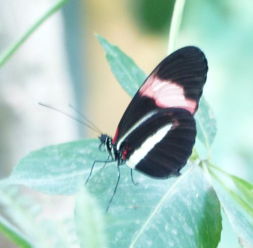 Heliconius melpomene rosina