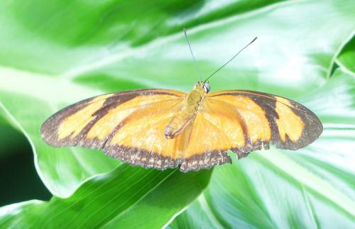 Réf. 218 391 : Dryas iulia
