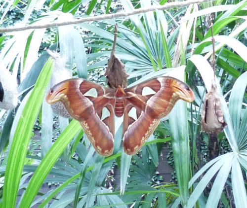 Attacus atlas