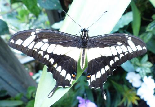 Papilio thoas