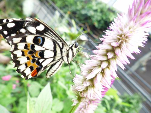 Papilio demoleus