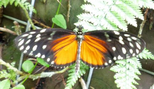Réf. 218 341 : Heliconius hecale