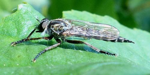 Réf. 218 955 : Tolmerus atricapillus