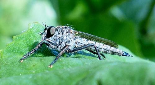 Tolmerus atricapillus
