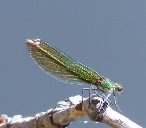 Calopteryx xanthostoma