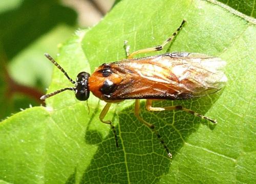 Réf. 218 876 : Athalia rosae