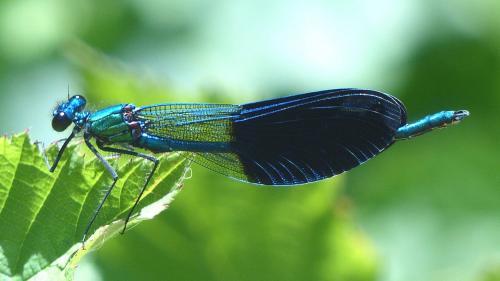 Calopteryx xanthostoma
