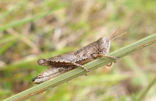 Pezotettix giornae